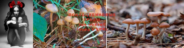 мяу мяу кристалл Переславль-Залесский