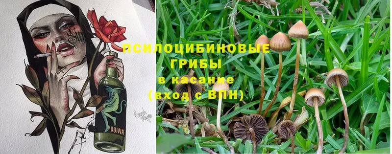 гидра зеркало  Рославль  Псилоцибиновые грибы Magic Shrooms 